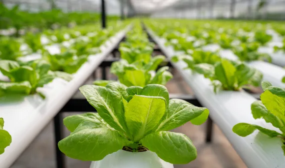 Kestria institute | Leading agriculture innovation and market transformation with biologicals